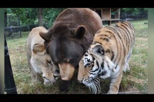 Lion, Tiger, And Bear Become Lifelong Friends After Being Rescued As Cubs