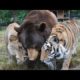 Lion, Tiger, And Bear Become Lifelong Friends After Being Rescued As Cubs