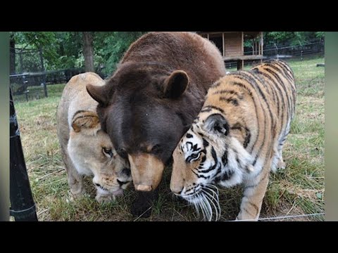 Lion, Tiger, And Bear Become Lifelong Friends After Being Rescued As Cubs