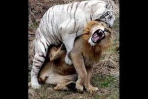 Lion Vs Tiger Real Fight In Jungle - Animals Fight