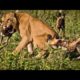 Lion Vs Wild Dogs Amazing Fight Mbwamwitu Walipomvamia Simba Best Animal Fight Scene