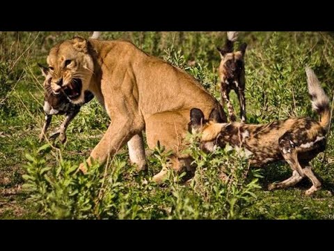 Lion Vs Wild Dogs Amazing Fight Mbwamwitu Walipomvamia Simba Best Animal Fight Scene
