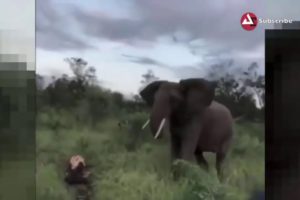 Lion vs Hyena vs Elephant Wild Animal Fights