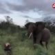 Lion vs Hyena vs Elephant Wild Animal Fights