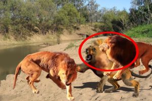 Lions FIGHT to their END! Wild Animal Fights Caught On Camera | Wild Animals Ultimate Fights