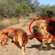 Lions FIGHT to their END! Wild Animal Fights Caught On Camera | Wild Animals Ultimate Fights