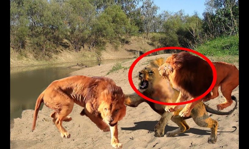 Lions FIGHT to their END! Wild Animal Fights Caught On Camera | Wild Animals Ultimate Fights