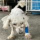 Little Dog Dumped By Owner And Attacked By Big Dogs Gets Rescued