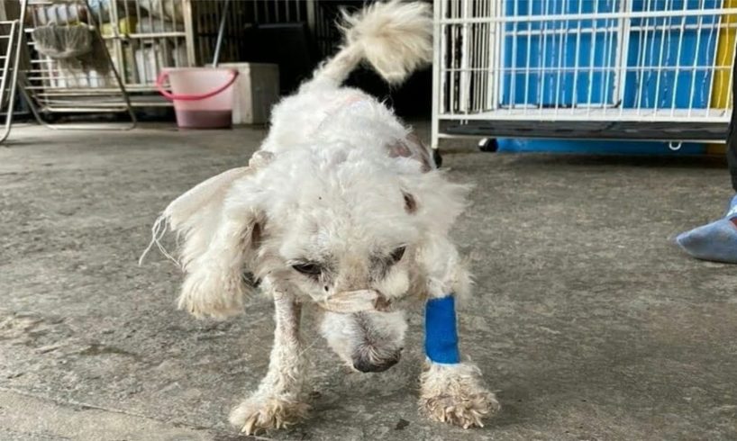 Little Dog Dumped By Owner And Attacked By Big Dogs Gets Rescued