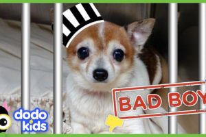 Little Grumpy Dog Is A BAD BOY… Or Is He? | Animal Videos For Kids | Dodo Kids