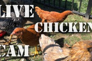 Live Streaming Chicken ? Coop Cam - Where YOU Can Feed Us Online! - Wildlife Nature Camera