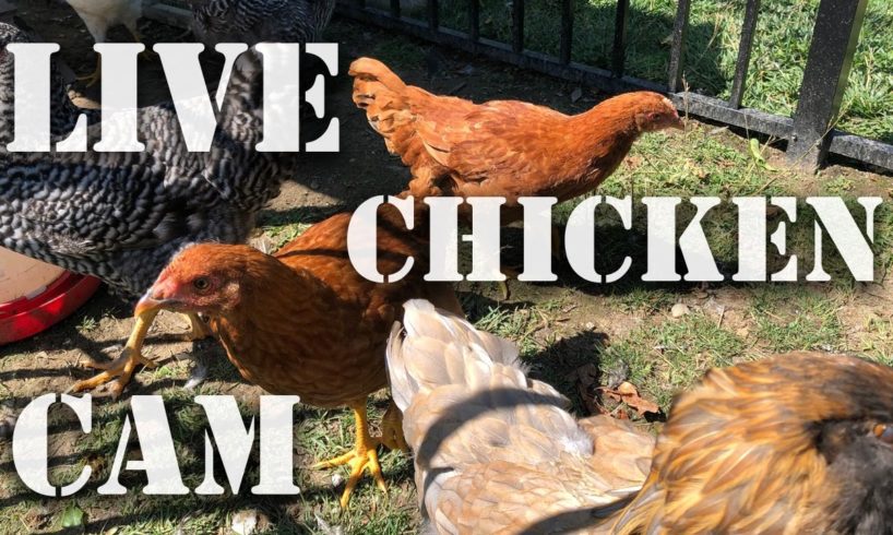 Live Streaming Chicken ? Coop Cam - Where YOU Can Feed Us Online! - Wildlife Nature Camera