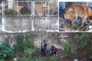 Locals Rescue Dog Wrapped In Bag Then Dumped In Canal