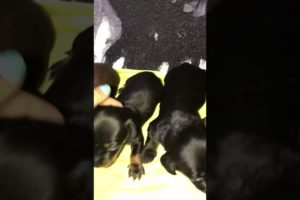 Loula's 4 adorable puppies