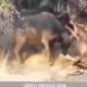 MP4 720p Crazy Amazing Animal fights   Horrible Lion Vs Cobra Vs Crocodile latest Videos   2016