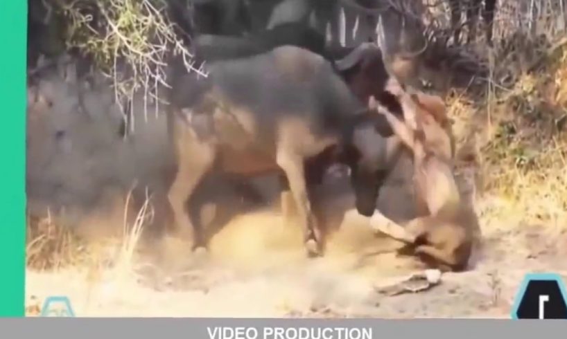 MP4 720p Crazy Amazing Animal fights   Horrible Lion Vs Cobra Vs Crocodile latest Videos   2016