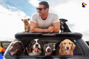 Man and SIX Rescue Dogs Travel The Country In His RV | The Dodo