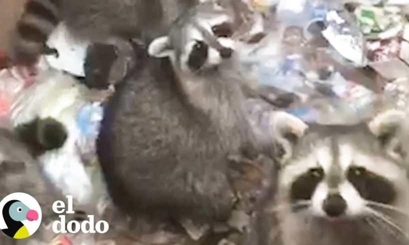 Mapaches quedan atrapados en basurero - ¡dos veces! | El Dodo