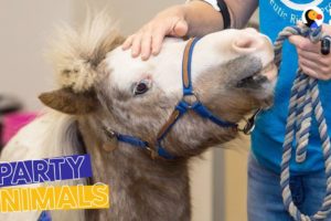 Mini Horse Heroes Surprised by the Community They Help | The Dodo Party Animals