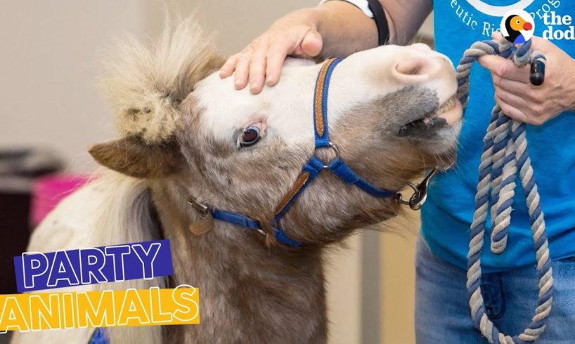 Mini Horse Heroes Surprised by the Community They Help | The Dodo Party Animals