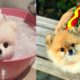 ? Mini Pomeranian - Funny and Cute Pomeranian Videos #11 - CuteVN