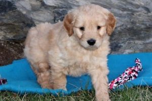 Miniature Goldendoodle Puppies Video