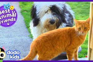 Mo The Cat Visits His Dog Neighbor Cricket Every Day | Animal Videos For Kids