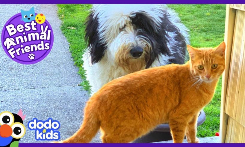 Mo The Cat Visits His Dog Neighbor Cricket Every Day | Animal Videos For Kids