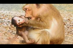 Mom & Baby Monkey Play Very Warm | Baby Monkey Love Mom So Much | Mom Monkey Best Taking Care Baby