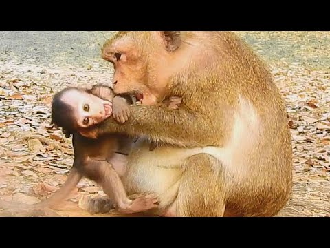 Mom & Baby Monkey Play Very Warm | Baby Monkey Love Mom So Much | Mom Monkey Best Taking Care Baby