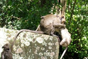 Monkey Animals Life - Monkey Are Playing Water In Small Pound