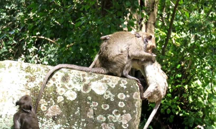 Monkey Animals Life - Monkey Are Playing Water In Small Pound