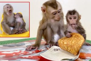 Monkey Baby Bono Eat Hot Dog Pizza And Playing With DouDou