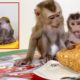 Monkey Baby Bono Eat Hot Dog Pizza And Playing With DouDou