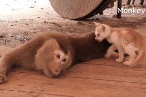 Monkey and cat friendship incredible play (pets and animals compilation)