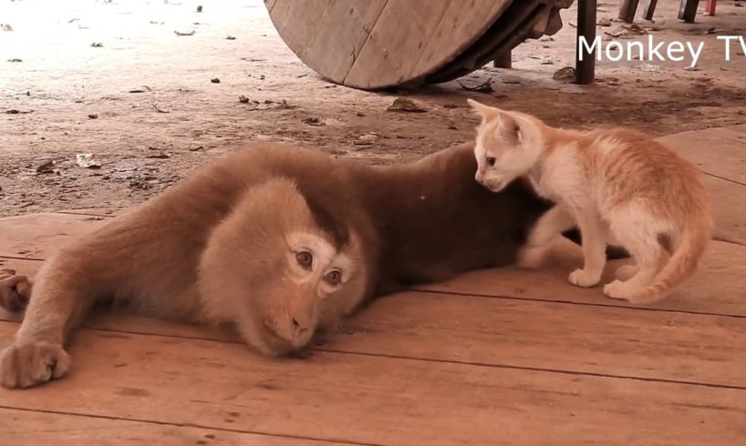 Monkey and cat friendship incredible play (pets and animals compilation)