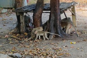 Monkeys feeds Whit Rabbit By Animals khmer