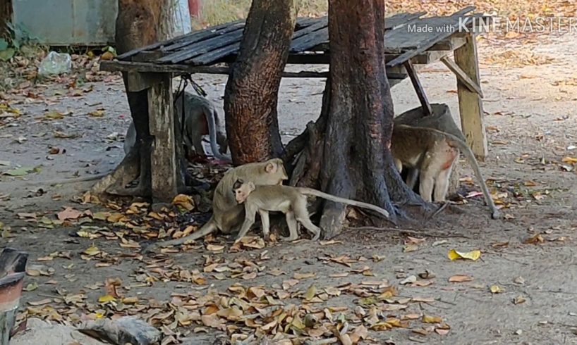 Monkeys feeds Whit Rabbit By Animals khmer