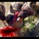Most Amazing Wild Animal Attacks #1 - Craziest Animal Fights Caught On Camera