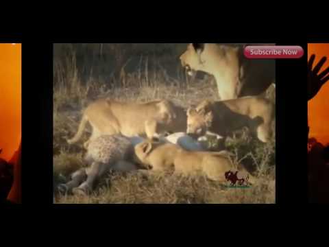 Most Amazing Wild Animal Attacks #13 - Craziest Animal Fights Caught On Camera