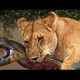Most Amazing Wild Animal Attacks   Lion   Snake   Eagle Craziest Animal Fights #4