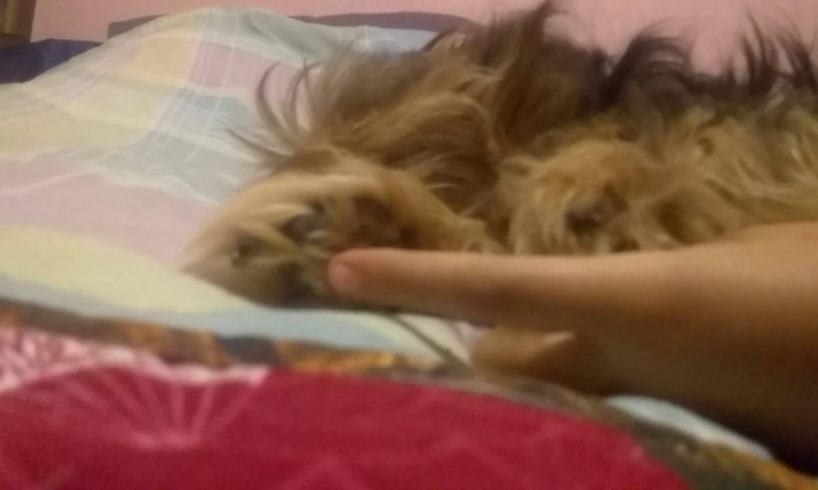 My two cute puppies ???