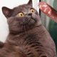 NEW Cats ? And Dogs ? vine compilation cute video funny puppies 2020 mister kerrY #4