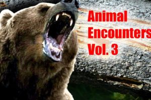 Near death Animal encounters 3