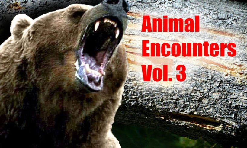 Near death Animal encounters 3