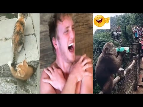 New Funny Videos 2020 best funny videos WATCH and TRY TO STOP LAUGHING