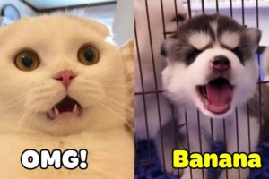 New Video - OMG! Dogs ? And Cats ? Can Speak English - Tricksy Pets Video 2020