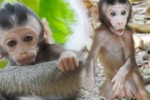 Newborn Baby Movement in troops,Cutest Baby animals Monkey