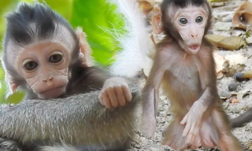 Newborn Baby Movement in troops,Cutest Baby animals Monkey