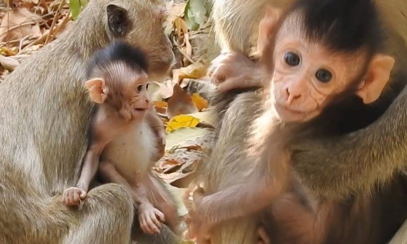 Newborn animals Baby Monkey, Training Comely Monkey Walking